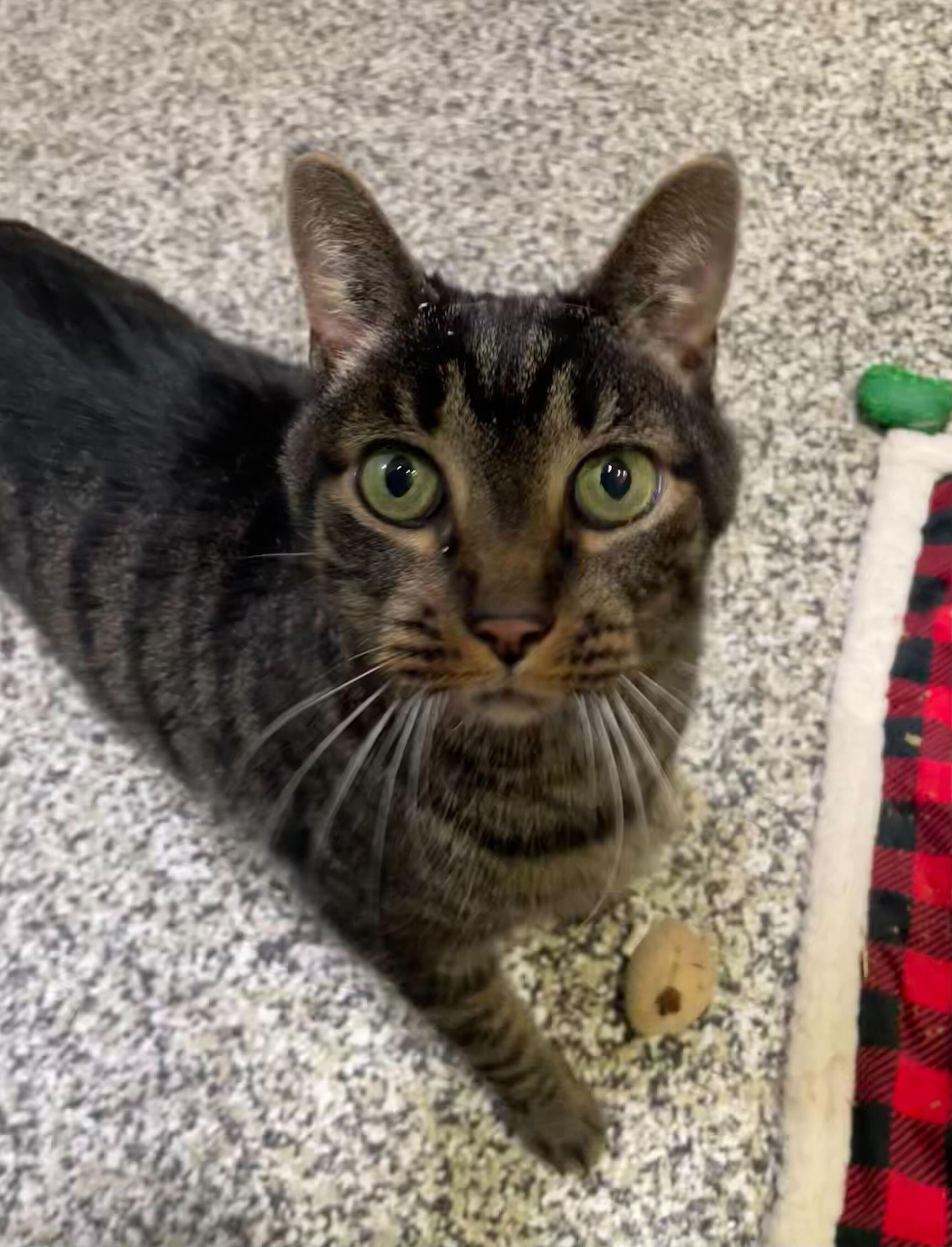 Enlarge Bill, a ADOPTABLE Tabby in Jackson, MI image 2/5