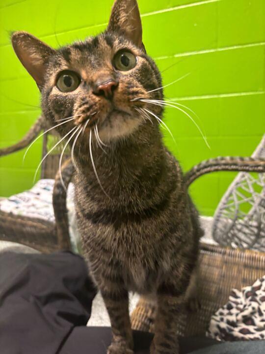 Bill, adoptable, Senior Male Tabby.