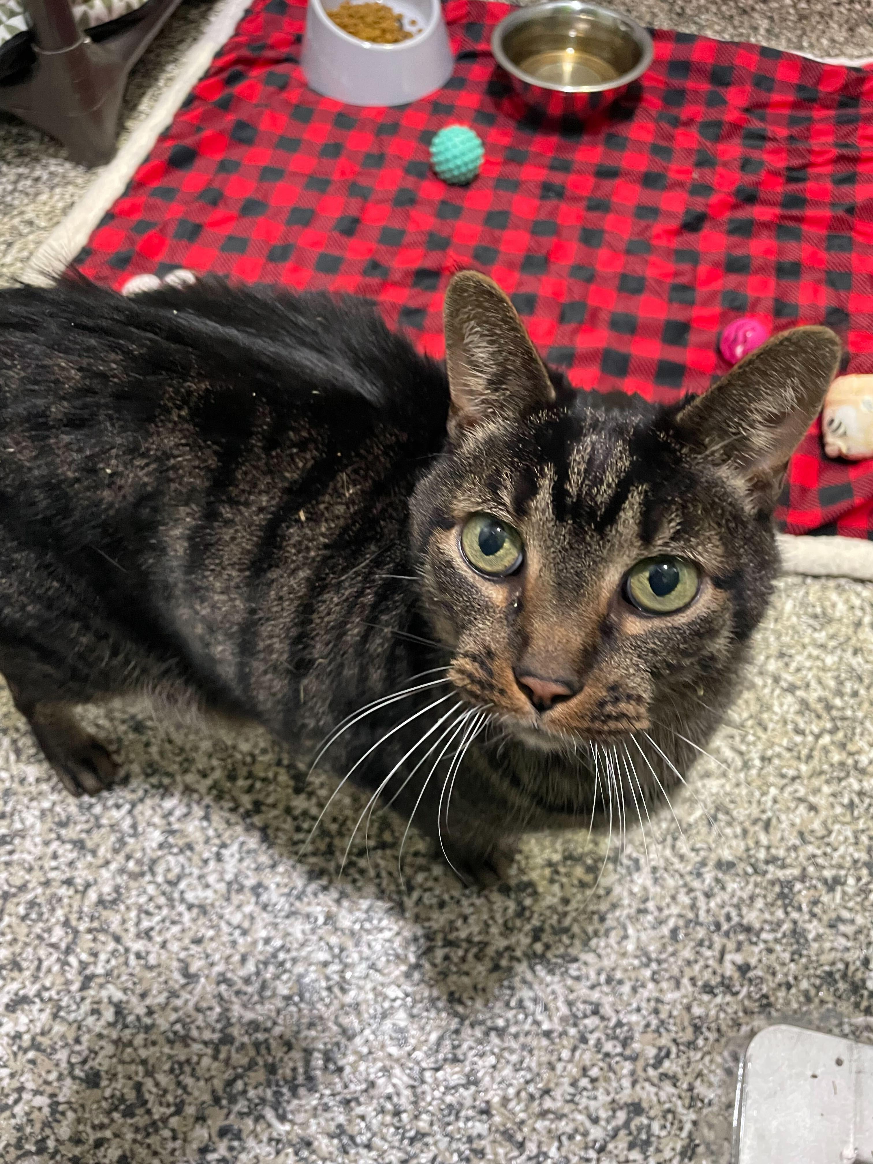 Enlarge Bill, a ADOPTABLE Tabby in Jackson, MI image 4/5