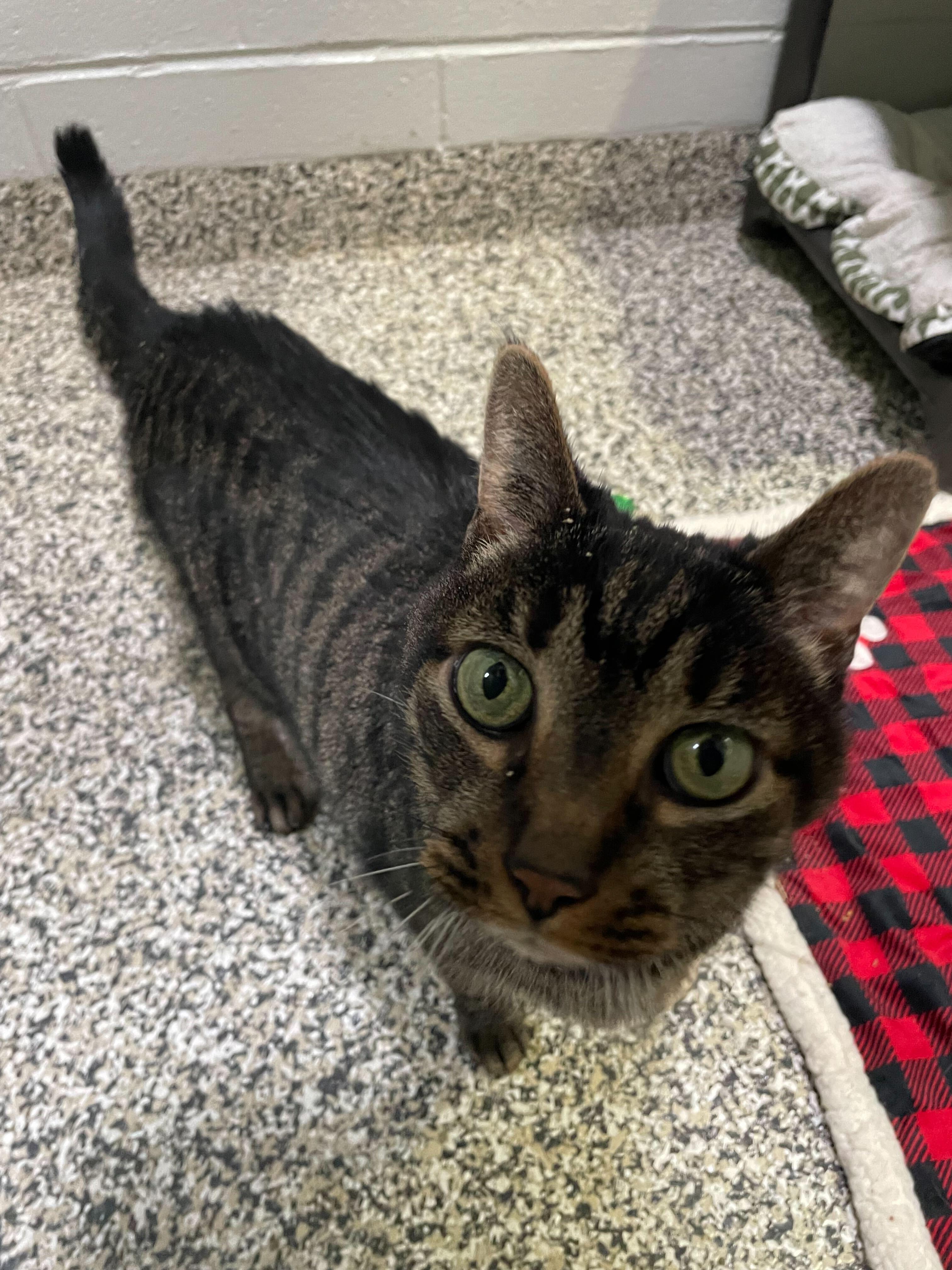 Enlarge Bill, a ADOPTABLE Tabby in Jackson, MI image 5/5