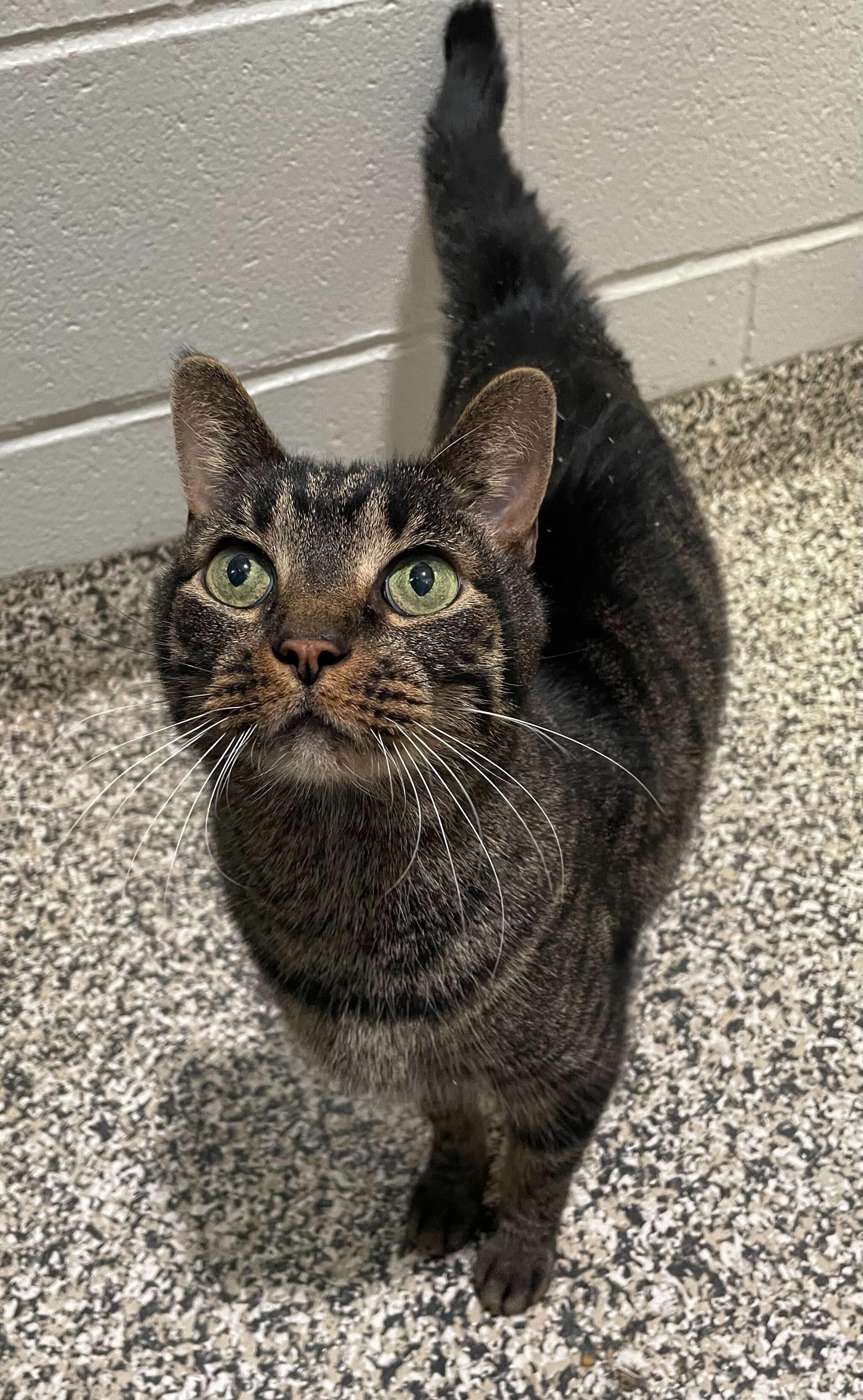 Bill, ADOPTABLE, Senior Male Tabby.