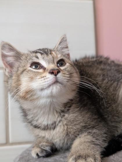 Vacuum, a ADOPTABLE Domestic Short Hair in Cranbrook, BC image 2/3