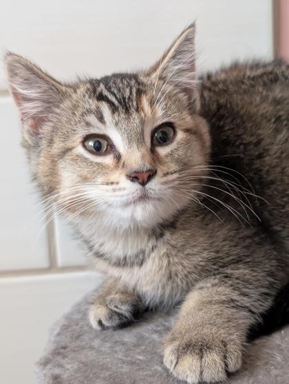 Vacuum, ADOPTABLE, Young Female Domestic Short Hair.