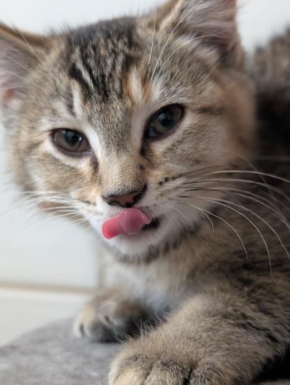 Vacuum, a ADOPTABLE Domestic Short Hair in Cranbrook, BC image 3/3