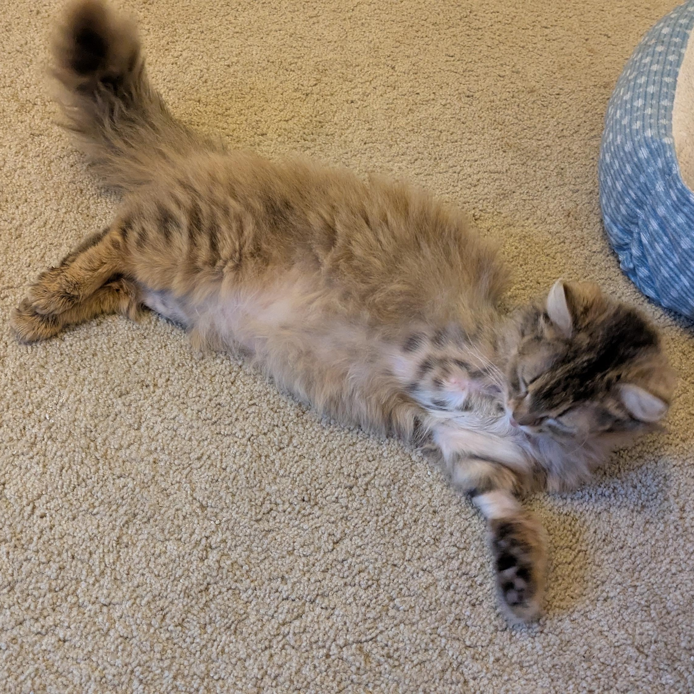 Enlarge Dinah, an adopted Domestic Long Hair in Richmond, VA image 3/5