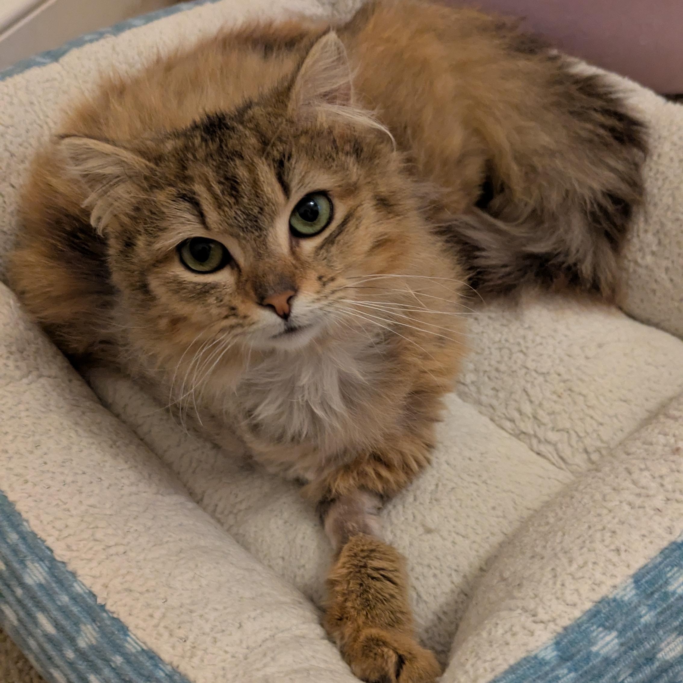 Enlarge Dinah, an adopted Domestic Long Hair in Richmond, VA image 2/5