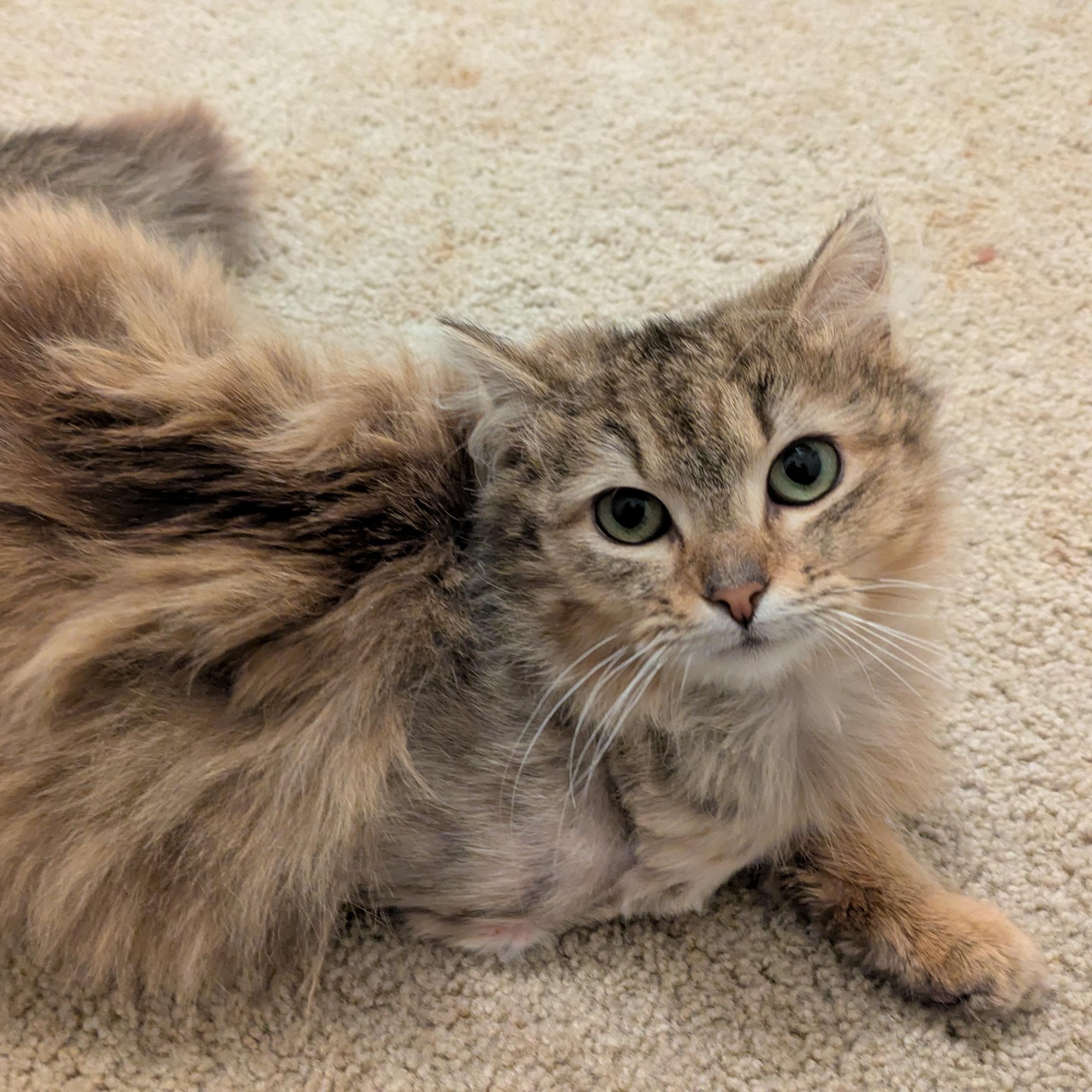 Enlarge Dinah, an adopted Domestic Long Hair in Richmond, VA image 1/5