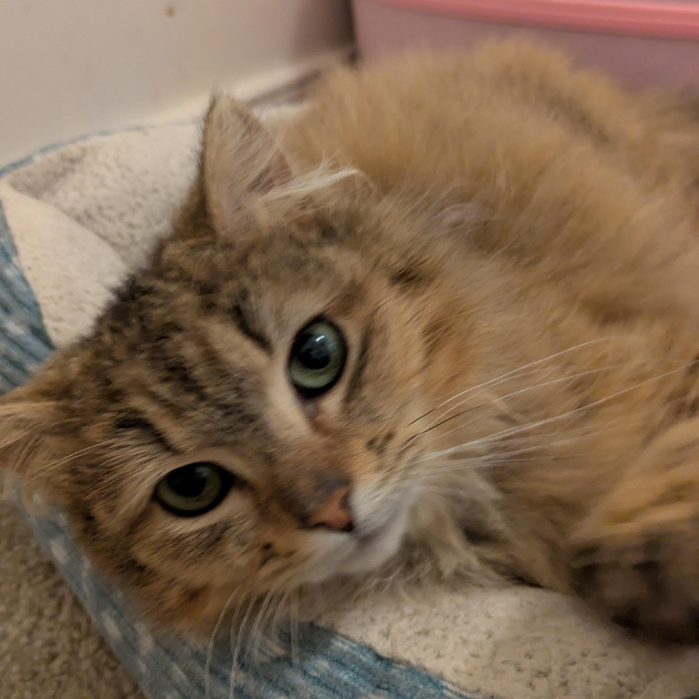 Enlarge Dinah, an adopted Domestic Long Hair in Richmond, VA image 5/5