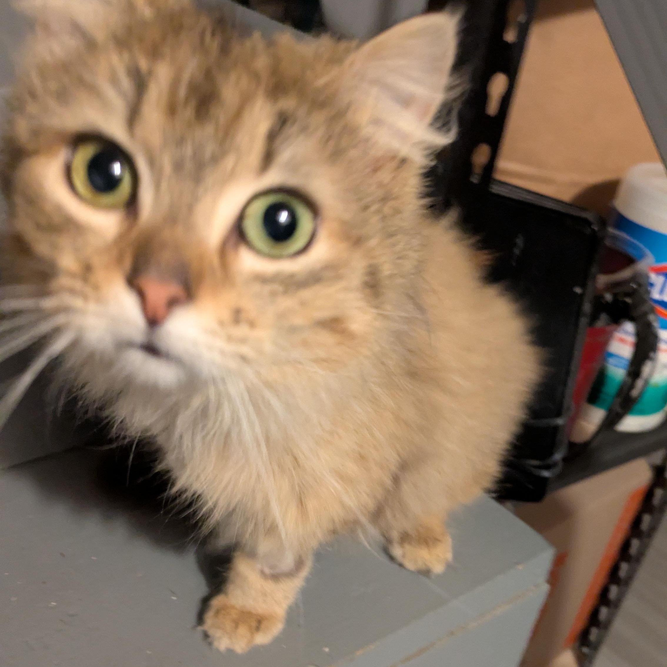 Enlarge Dinah, an adopted Domestic Long Hair in Richmond, VA image 4/5