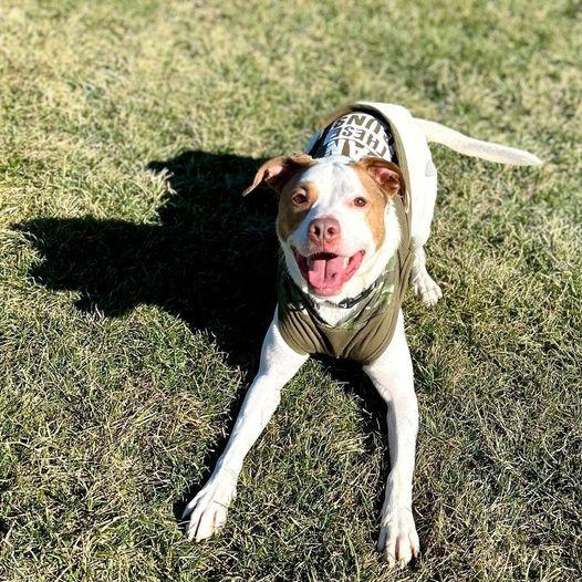Damon, ADOPTABLE, Adult Male Boxer & Anatolian Shepherd.