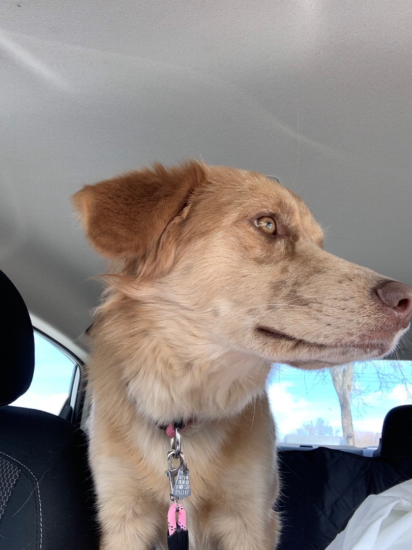 Shelly, Adopted, Adult Female Australian Shepherd.