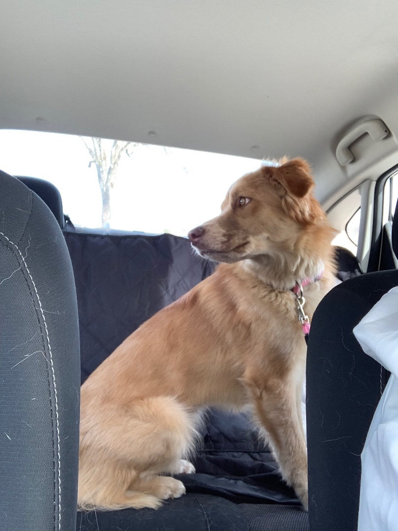 Shelly, a Adopted mixed breed in Harriman, TN image 2/4