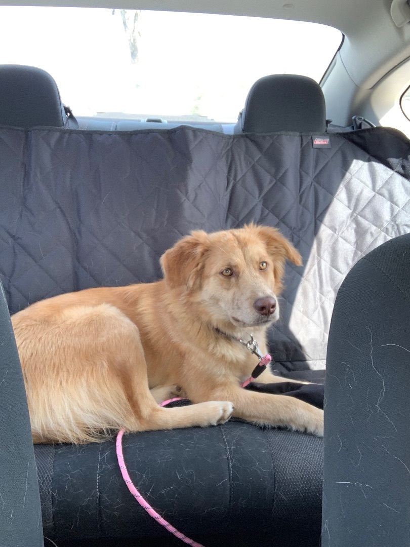 Shelly, a Adopted mixed breed in Harriman, TN image 4/4