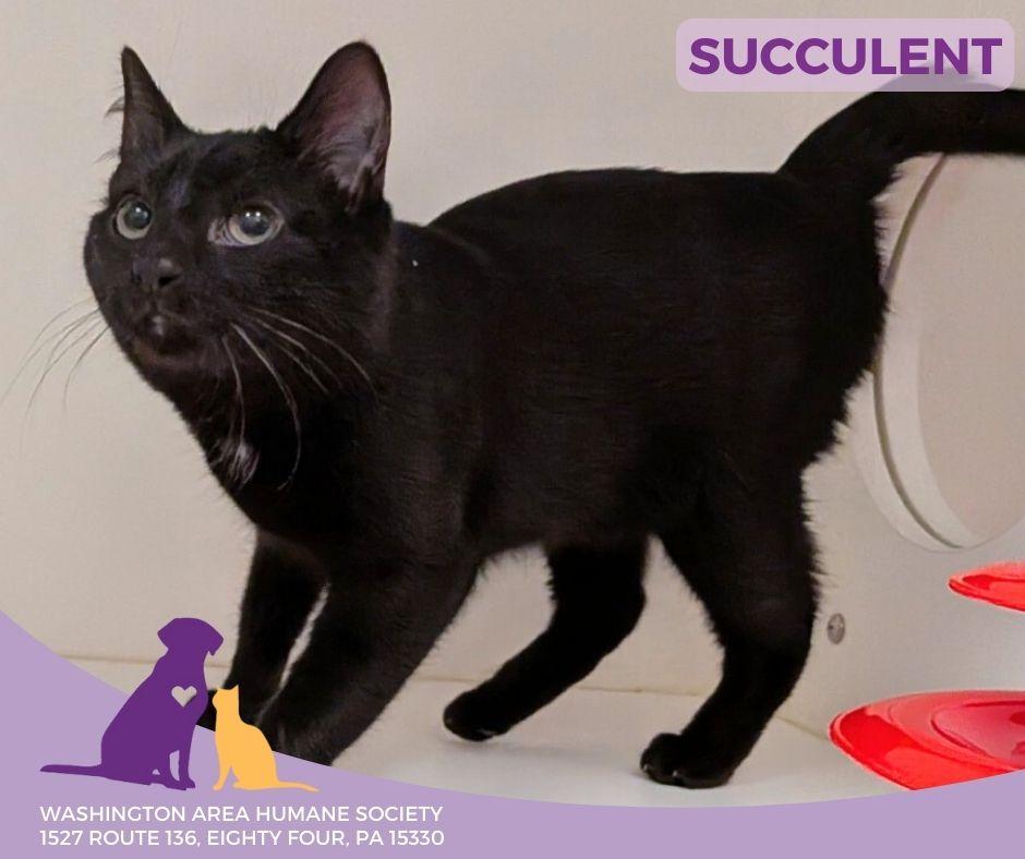 Enlarge Succulent, an adopted mixed breed in Eighty Four, PA image 1/1