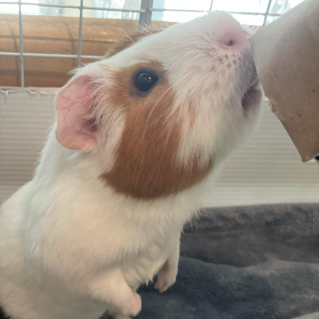 Bubbles, Adoptable, Adult Male Guinea Pig.