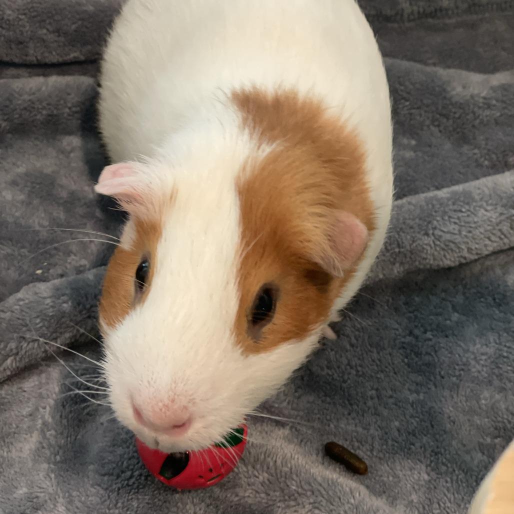 Enlarge Bubbles, a Adoptable Guinea Pig in South Burlington, VT image 2/6
