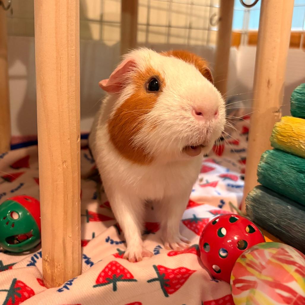 Enlarge Bubbles, a Adoptable Guinea Pig in South Burlington, VT image 3/6