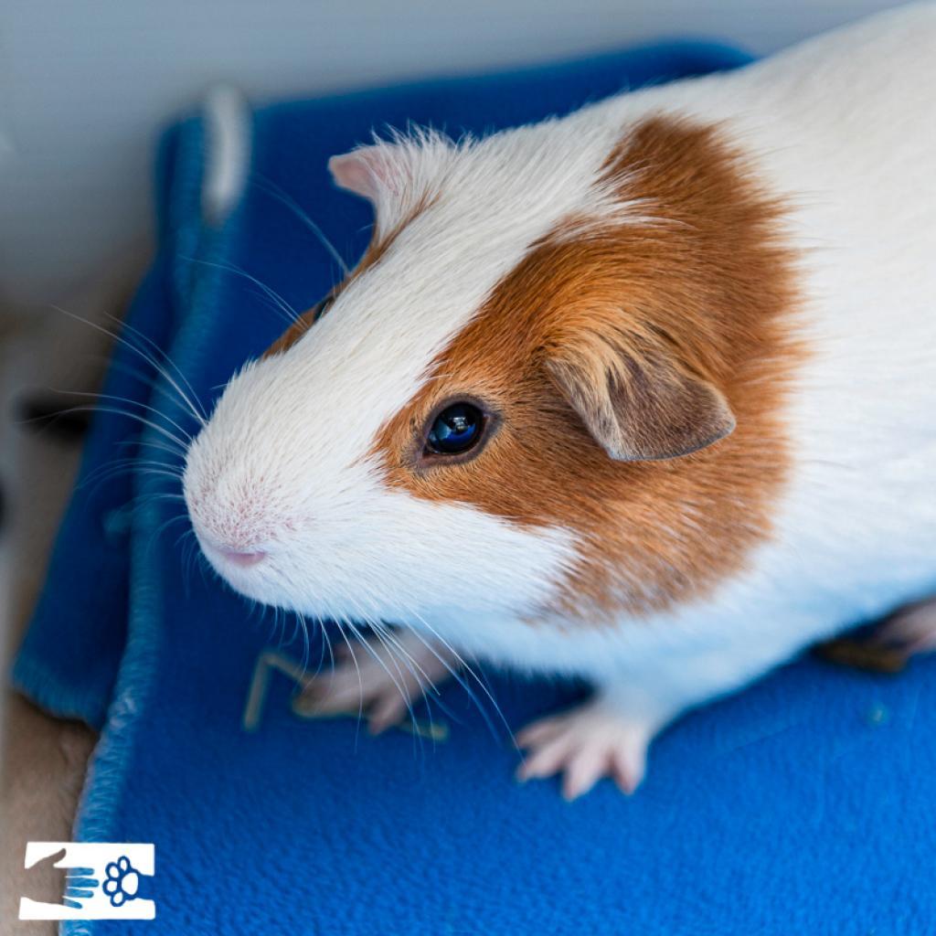 Enlarge Bubbles, a Adoptable Guinea Pig in South Burlington, VT image 4/6
