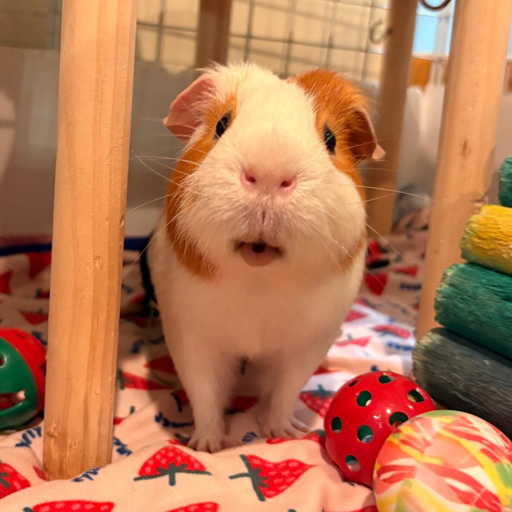 Enlarge Bubbles, a Adoptable Guinea Pig in South Burlington, VT image 5/6