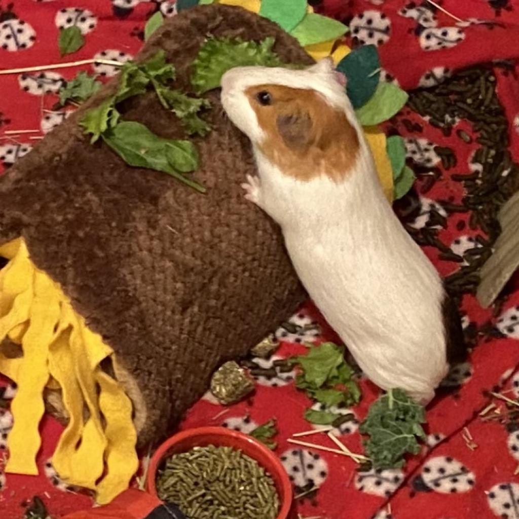 Enlarge Bubbles, a Adoptable Guinea Pig in South Burlington, VT image 6/6