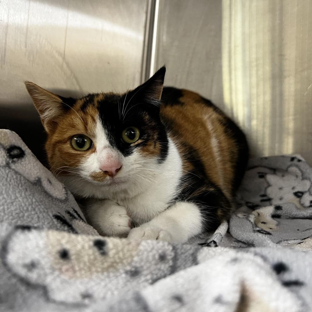 Wynonna, Adoptable, Adult Female Domestic Short Hair.