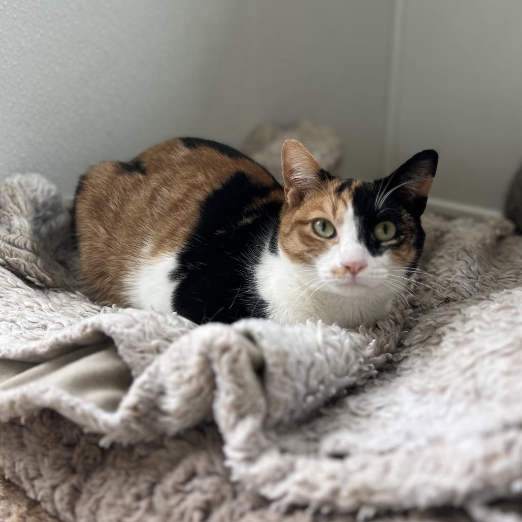Wynonna, a Adoptable Domestic Short Hair in Harrisville, WV image 2/2