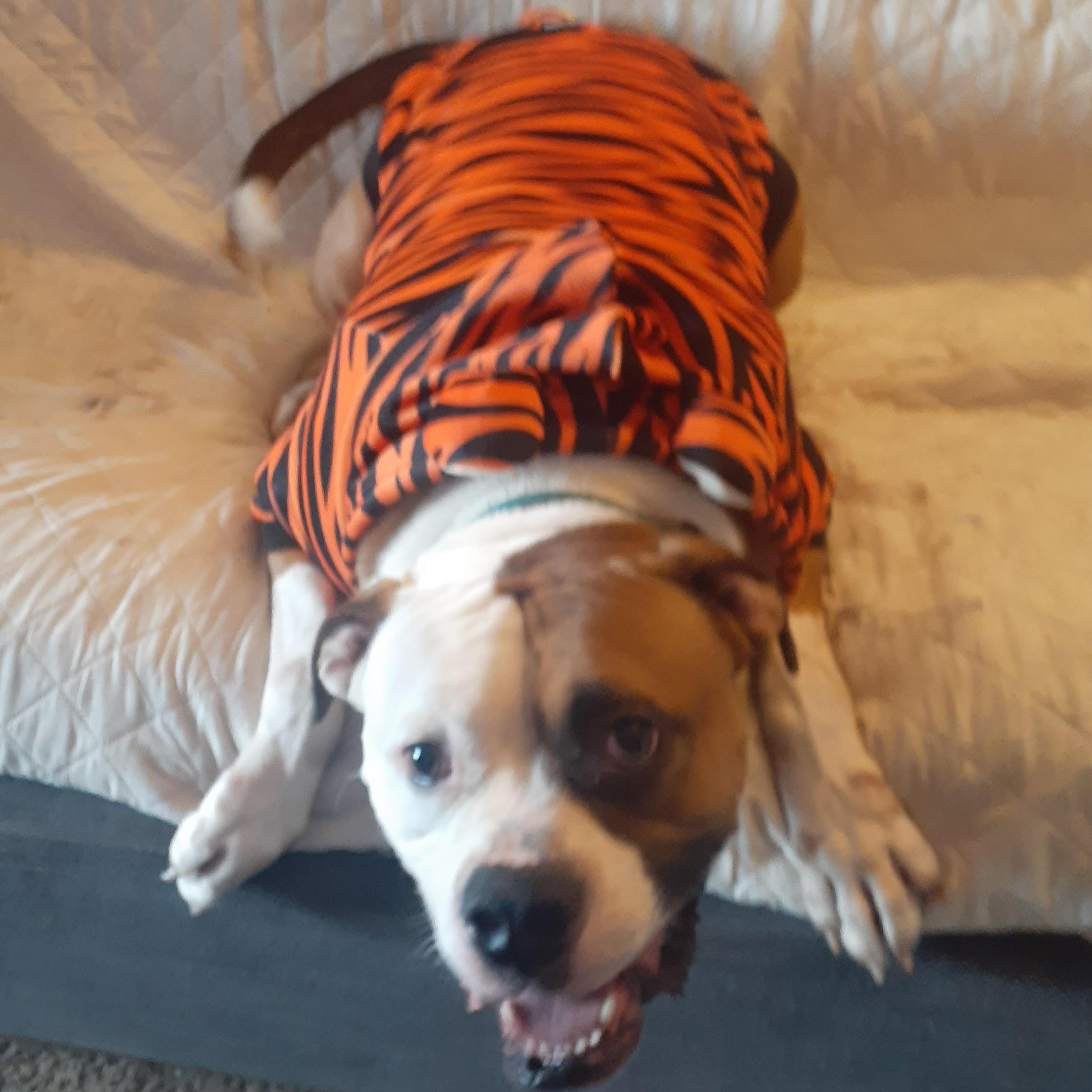 Enlarge Kai, a ADOPTABLE American Bulldog in Newport, OR image 6/6