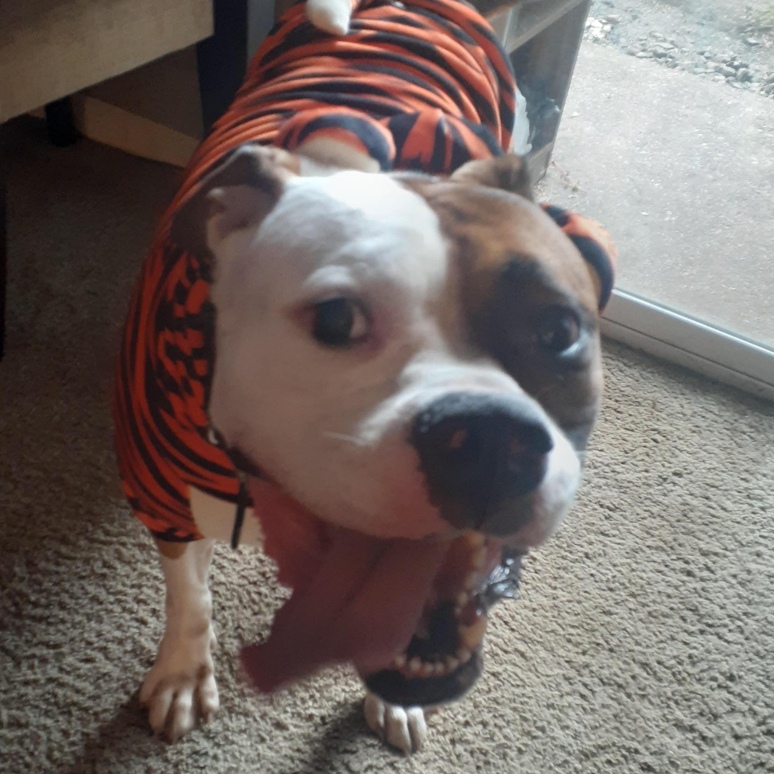 Enlarge Kai, a ADOPTABLE American Bulldog in Newport, OR image 5/6