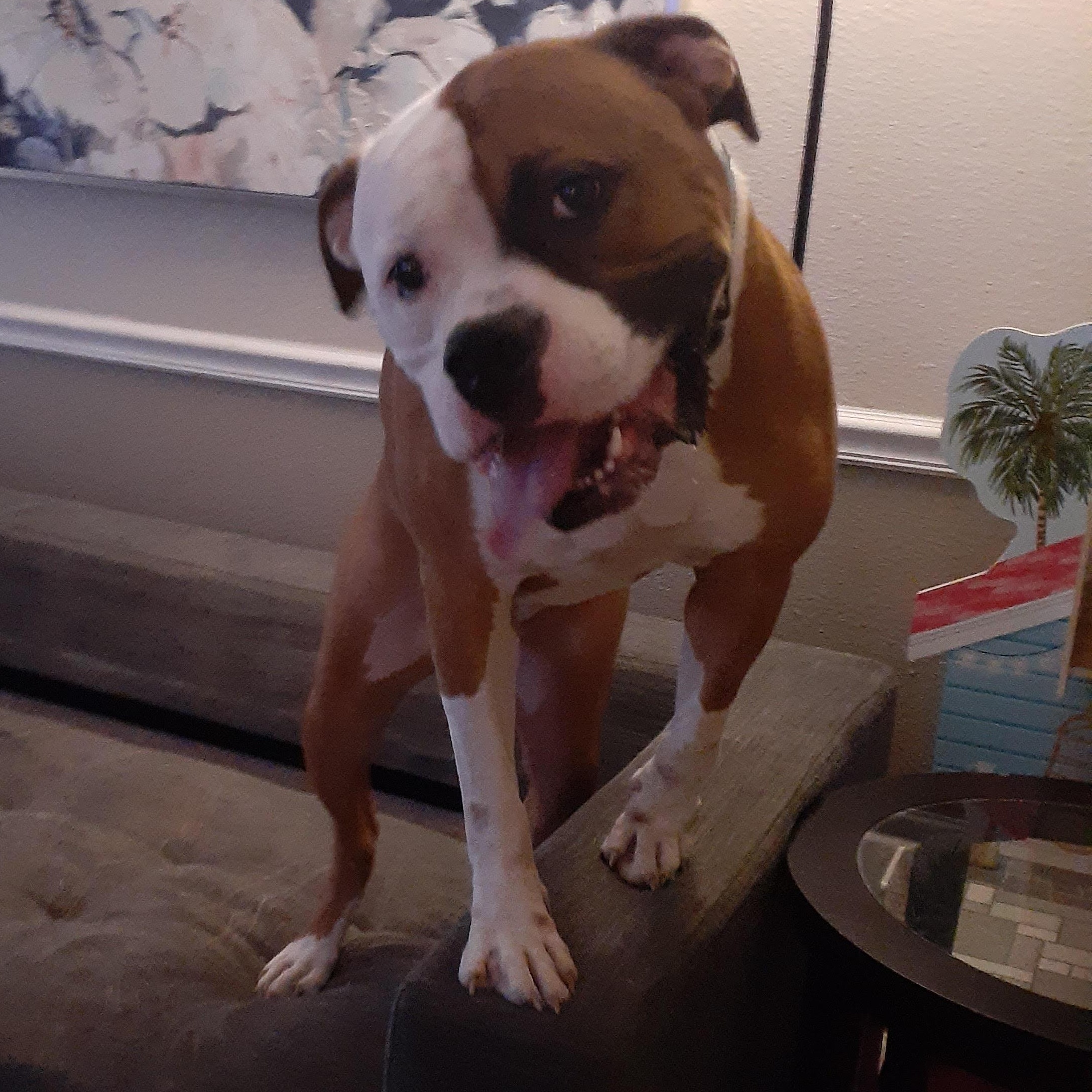 Kai, ADOPTABLE, Adult Male American Bulldog.