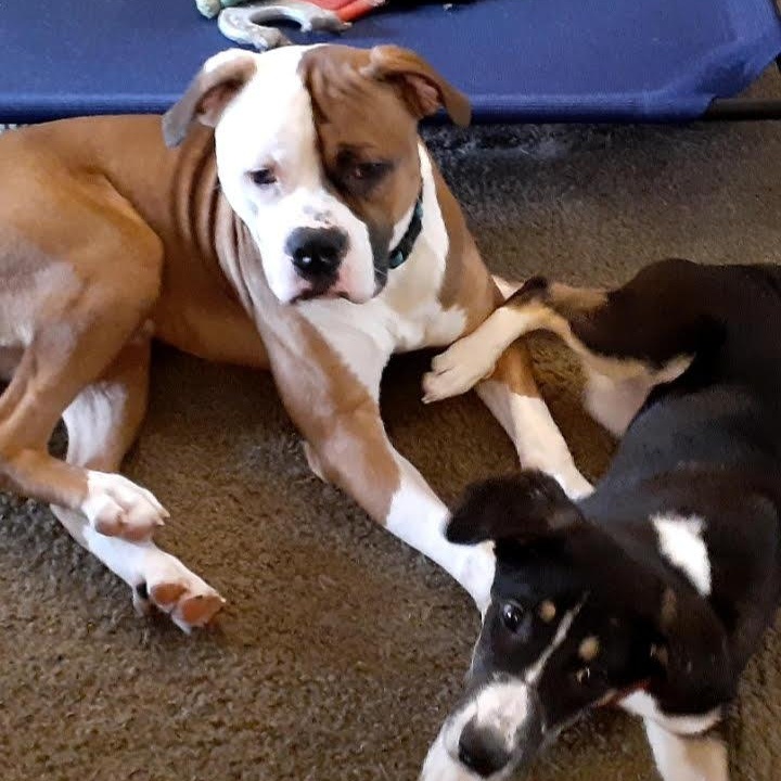 Enlarge Kai, a ADOPTABLE American Bulldog in Newport, OR image 4/6