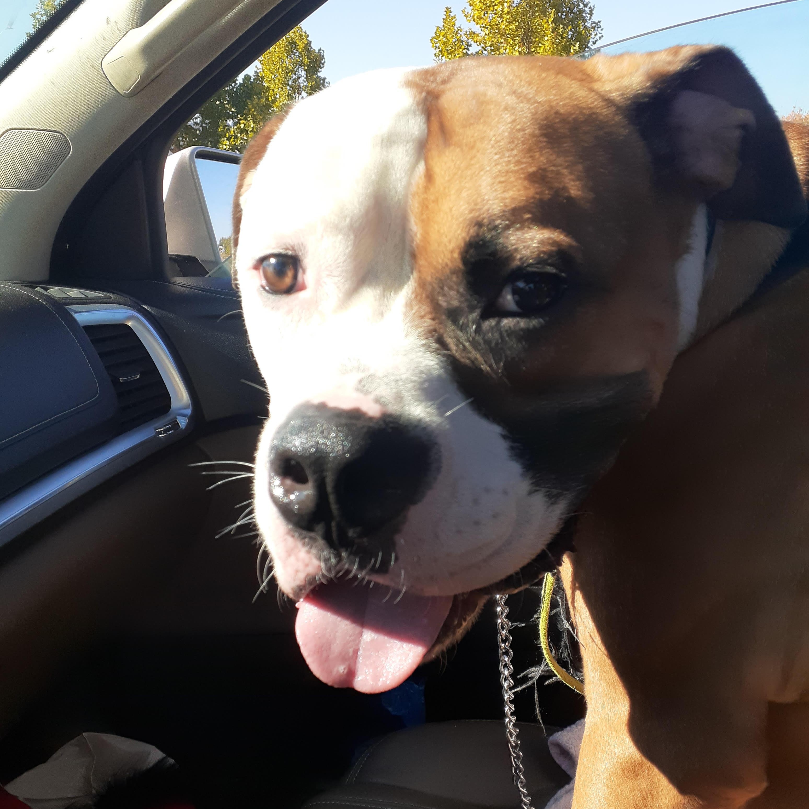 Enlarge Kai, a ADOPTABLE American Bulldog in Newport, OR image 2/6