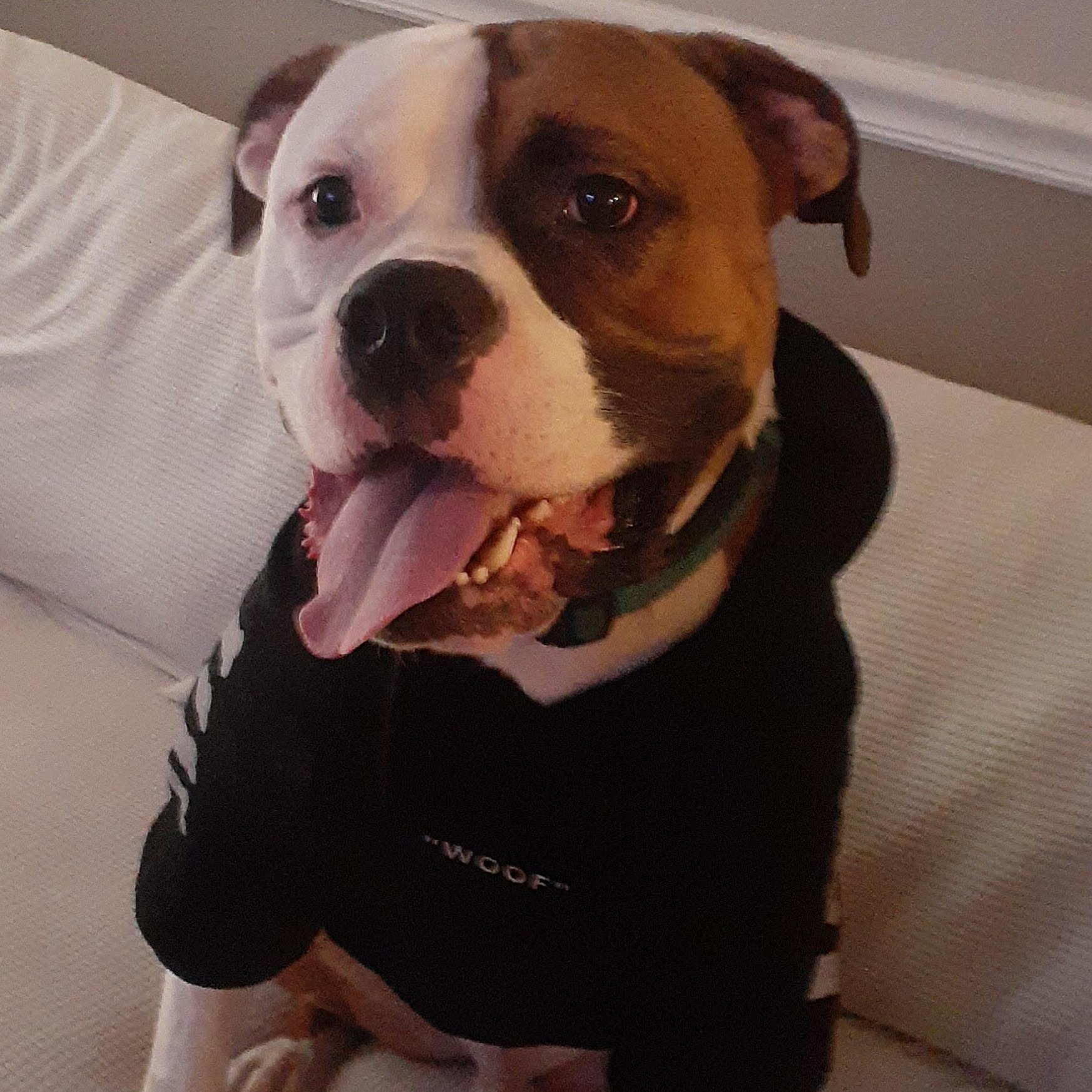 Enlarge Kai, a ADOPTABLE American Bulldog in Newport, OR image 3/6