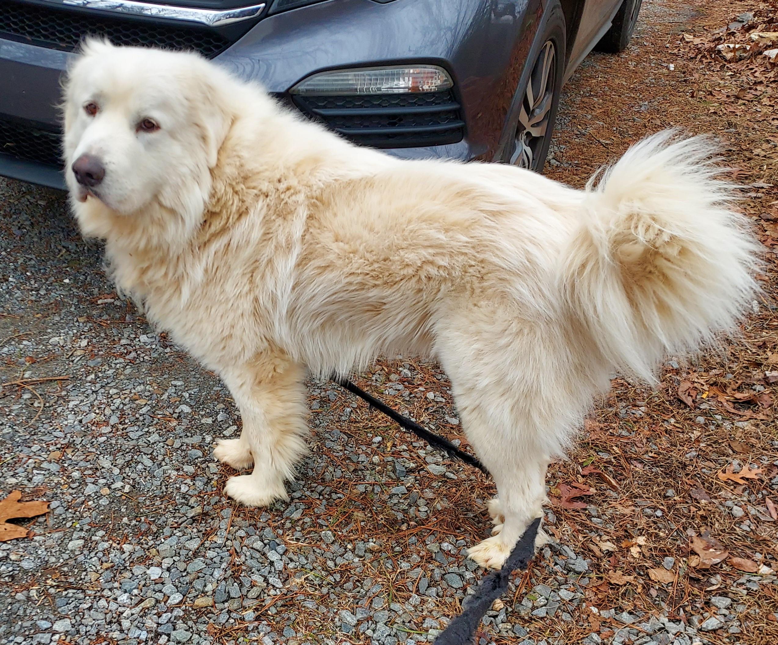 Enlarge Koda Boy, a ADOPTABLE Great Pyrenees in Ellijay, GA image 3/6
