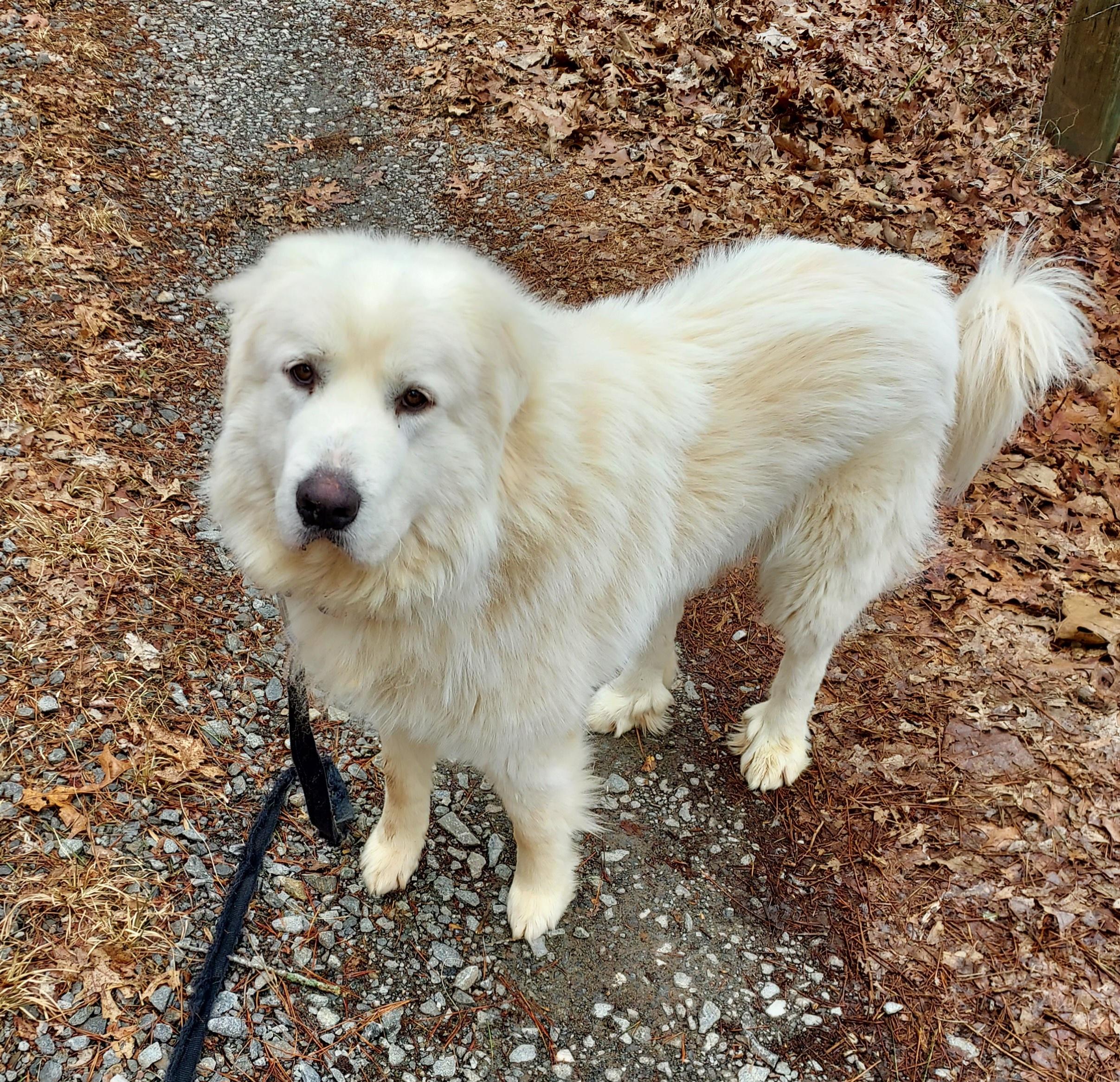Enlarge Koda Boy, a ADOPTABLE Great Pyrenees in Ellijay, GA image 6/6
