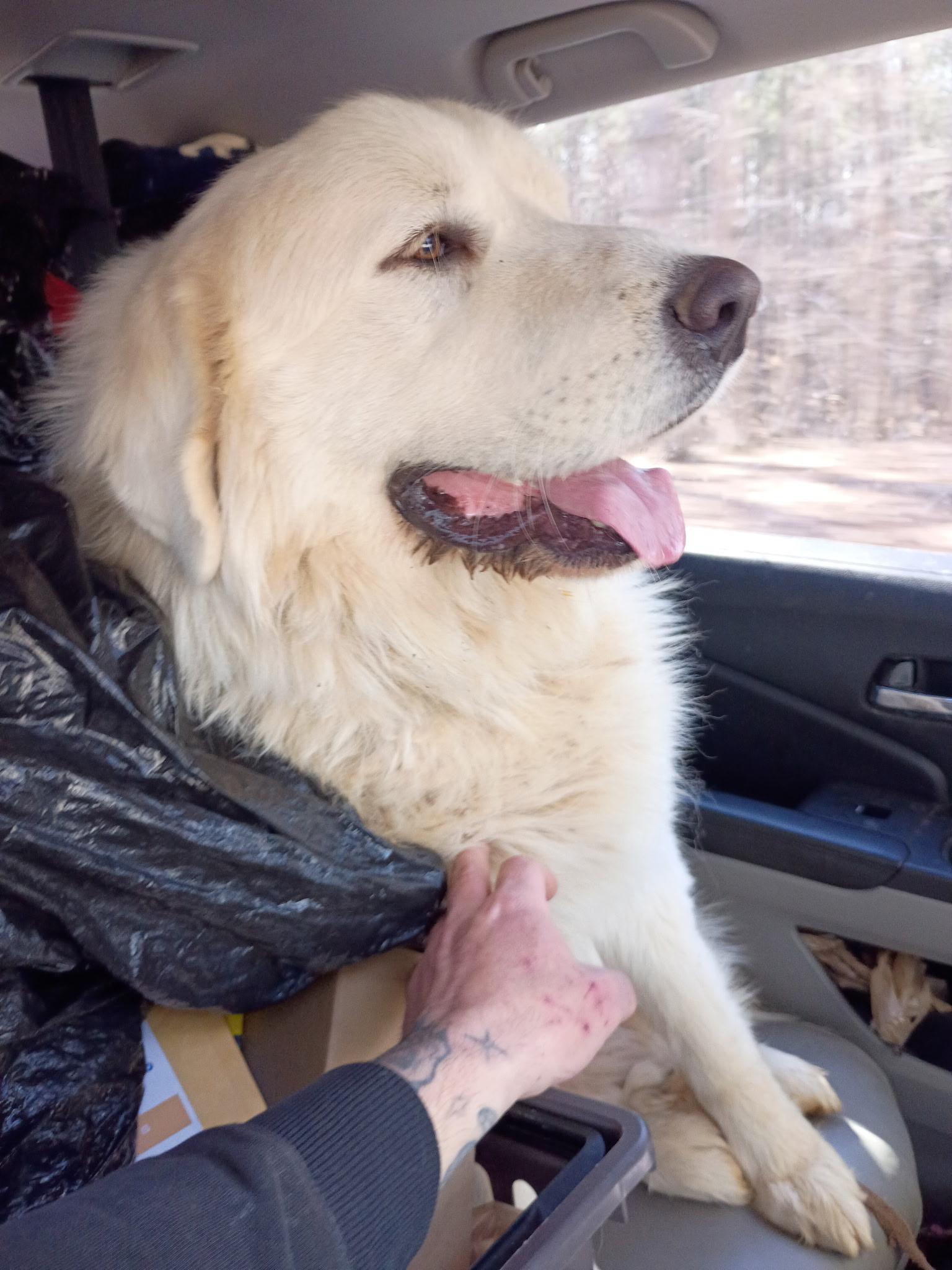 Koda Boy, ADOPTABLE, Adult Male Great Pyrenees.
