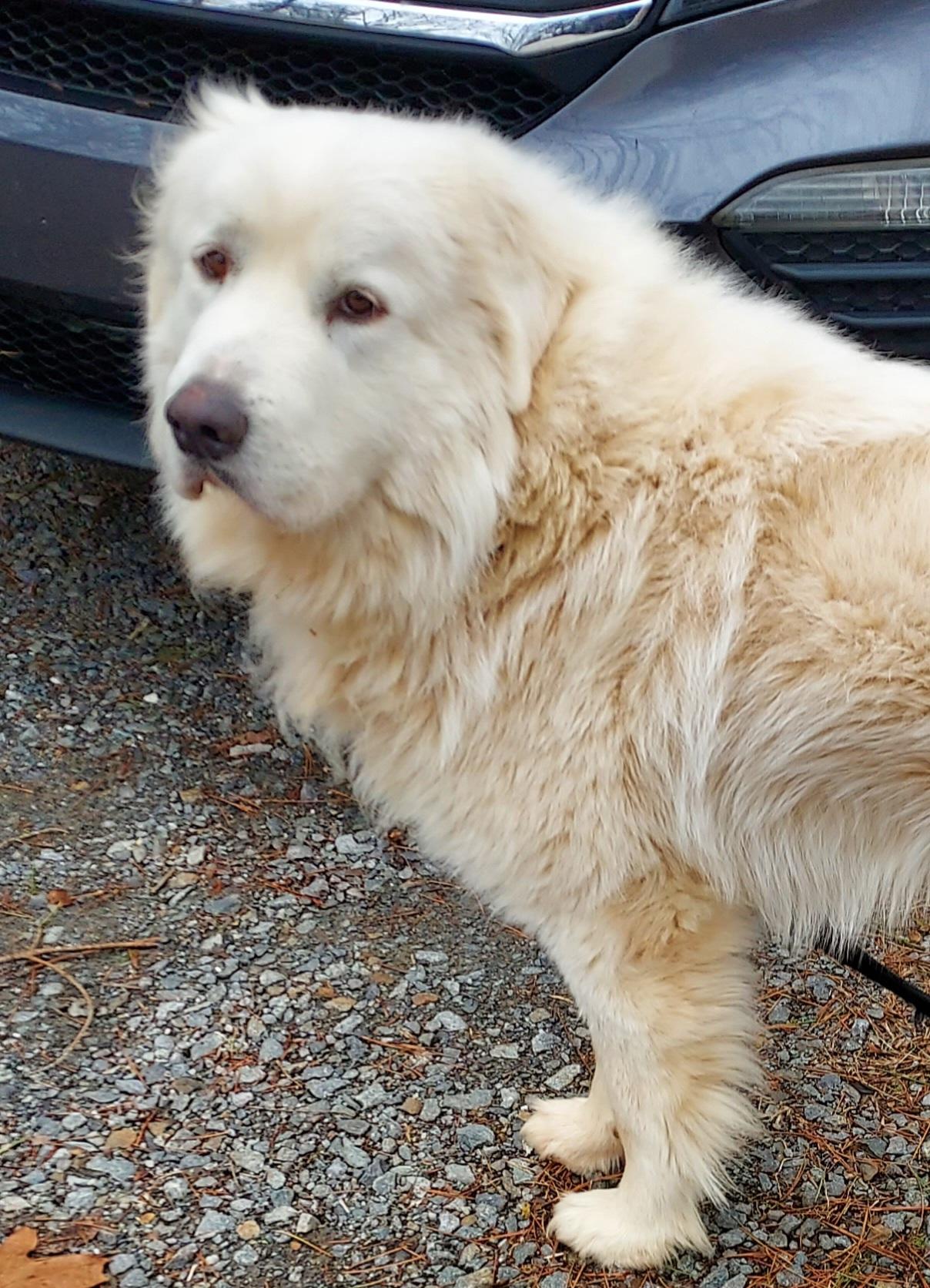 Enlarge Koda Boy, a ADOPTABLE Great Pyrenees in Ellijay, GA image 2/6