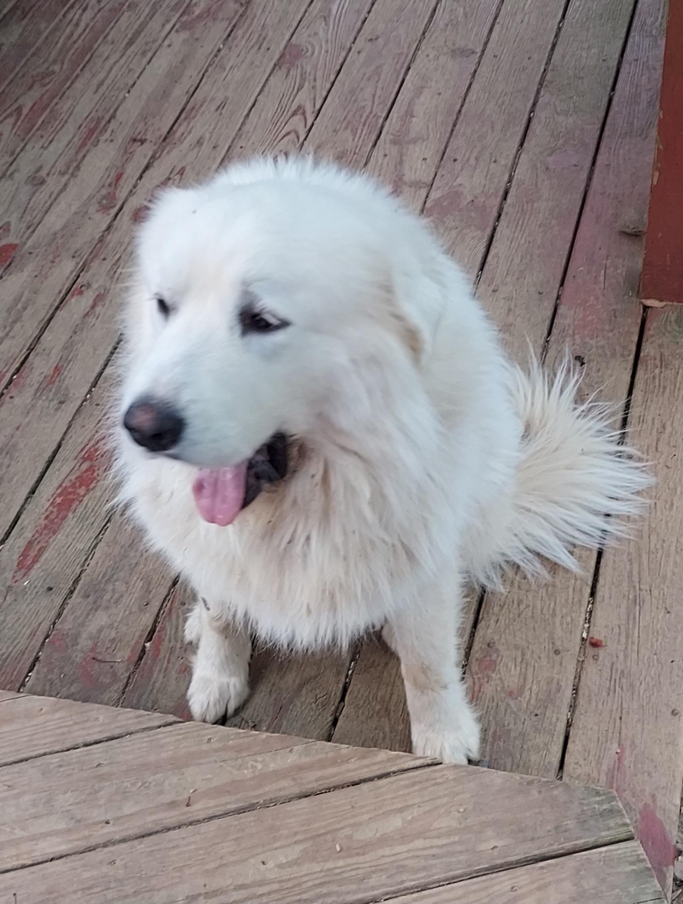 Koda Boy, ADOPTABLE, Adult Male Great Pyrenees.