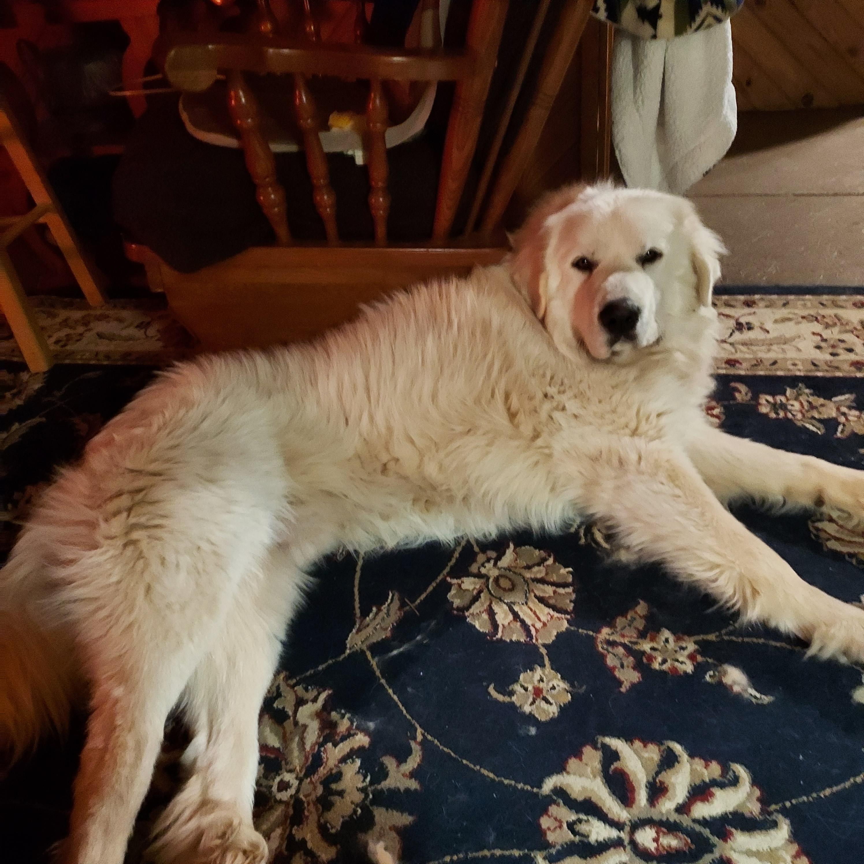 Enlarge Koda Boy, a ADOPTABLE Great Pyrenees in Ellijay, GA image 5/6