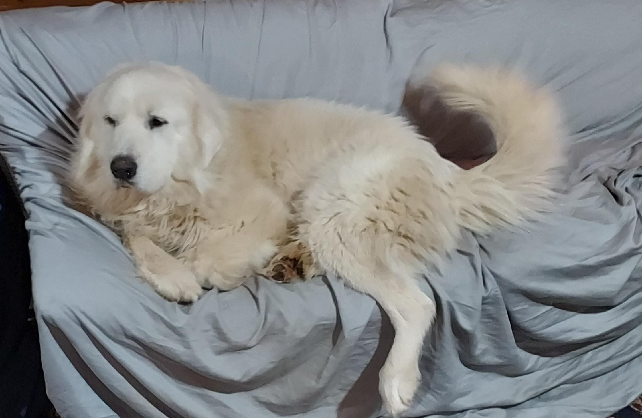 Enlarge Koda Boy, a ADOPTABLE Great Pyrenees in Ellijay, GA image 4/6