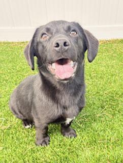 Nix, a ADOPTABLE mixed breed in Mount Juliet, TN image 3/5