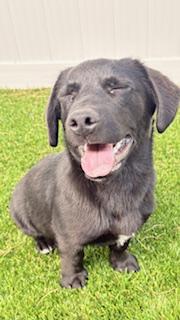 Nix, a ADOPTABLE mixed breed in Mount Juliet, TN image 4/5