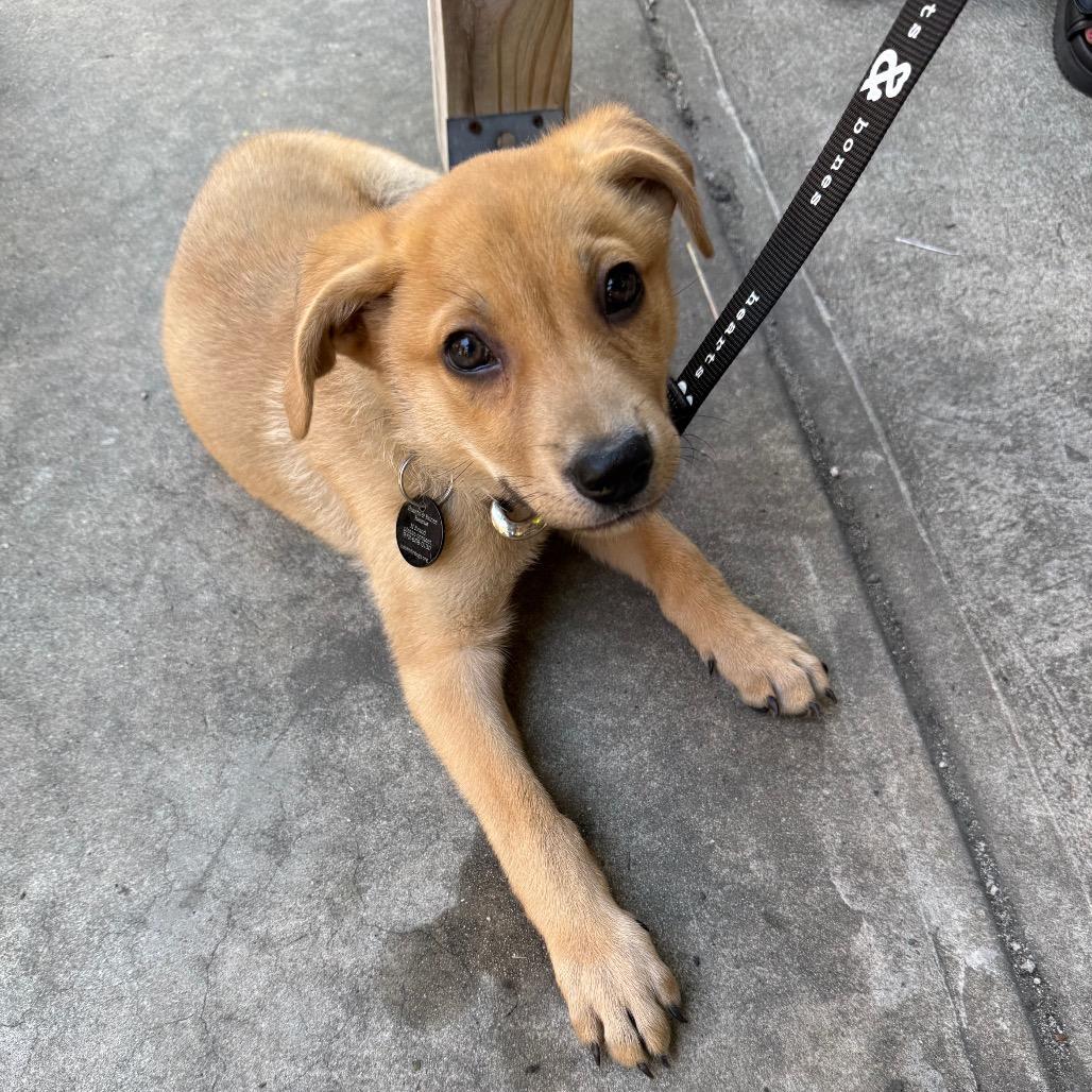 Gonzo, Adoptable, Puppy Male Labrador Retriever.