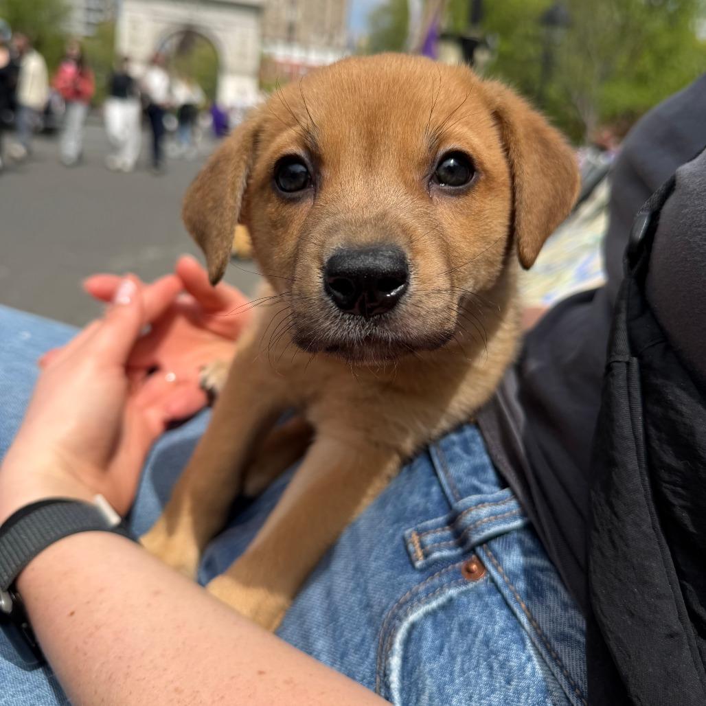 Enlarge Gonzo, a Adoptable Labrador Retriever in Brooklyn, NY image 3/6