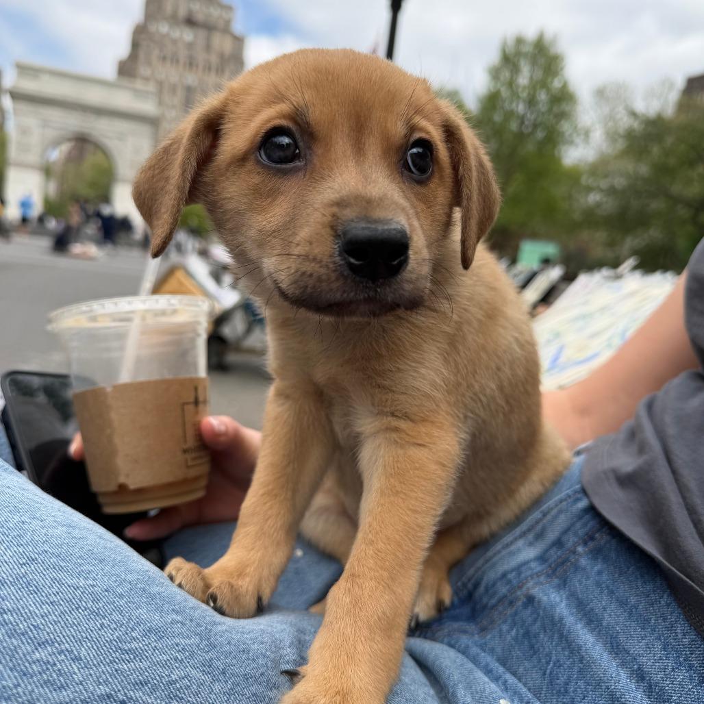 Enlarge Gonzo, a Adoptable Labrador Retriever in Brooklyn, NY image 5/6