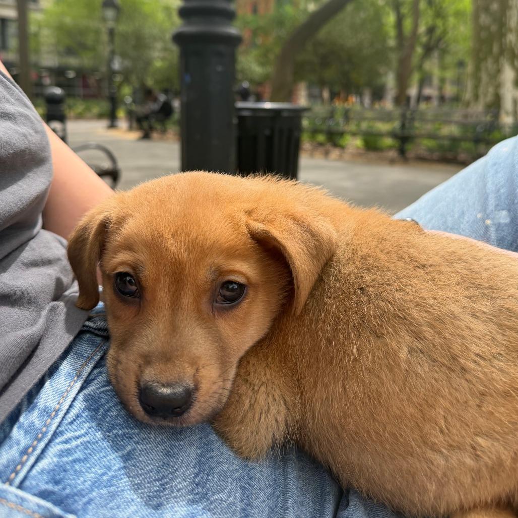 Enlarge Gonzo, a Adoptable Labrador Retriever in Brooklyn, NY image 6/6