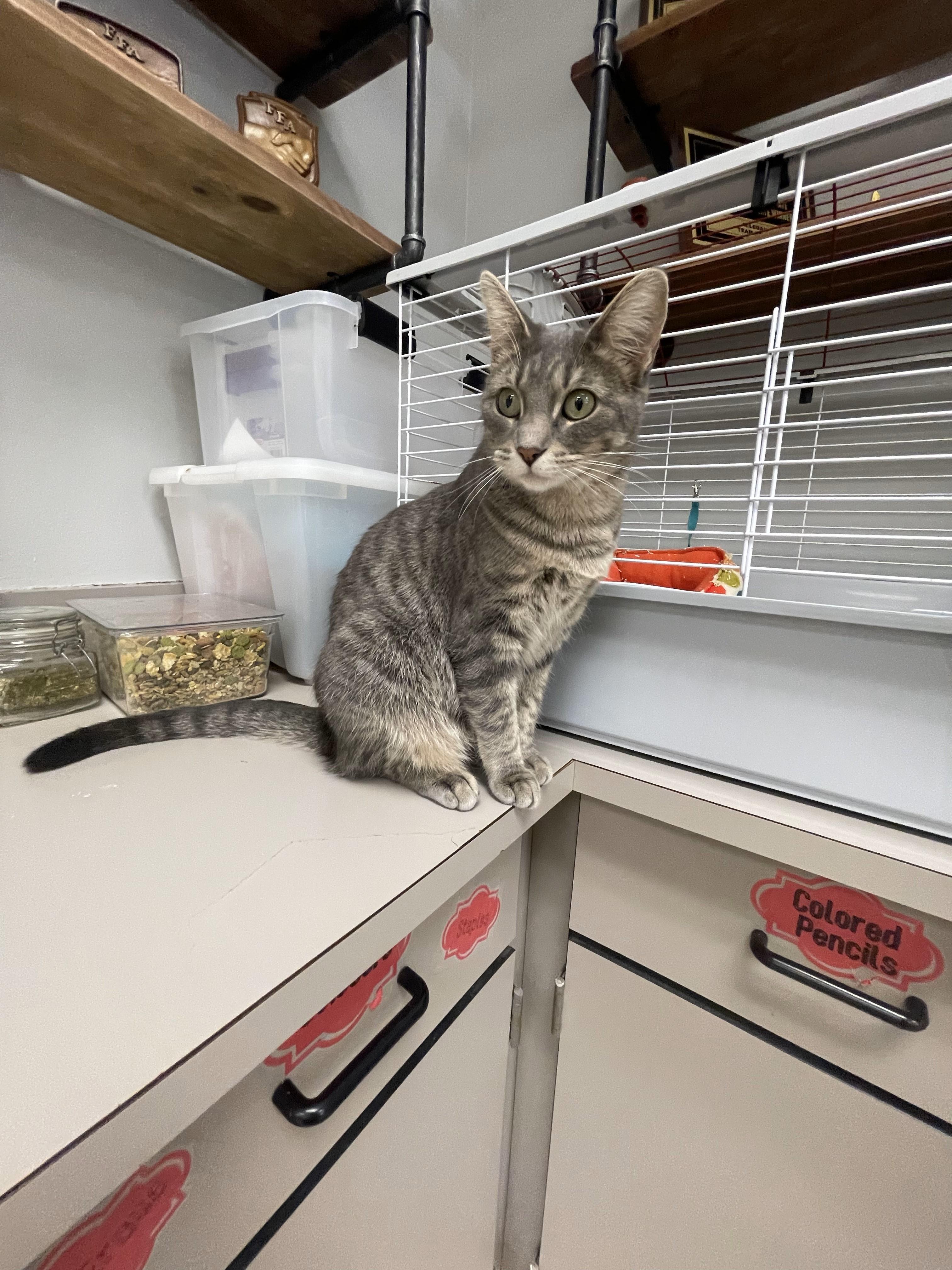 Enlarge Peanut, a Adoptable mixed breed in Allegan, MI image 5/5