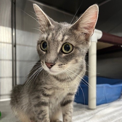 Enlarge Peanut, a Adoptable mixed breed in Allegan, MI image 3/5