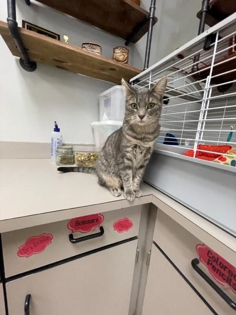 Enlarge Peanut, a Adoptable mixed breed in Allegan, MI image 4/5