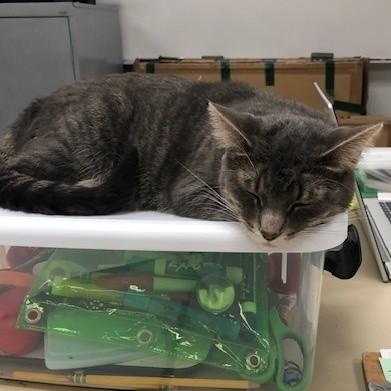 Enlarge Peanut, a Adoptable mixed breed in Allegan, MI image 2/5