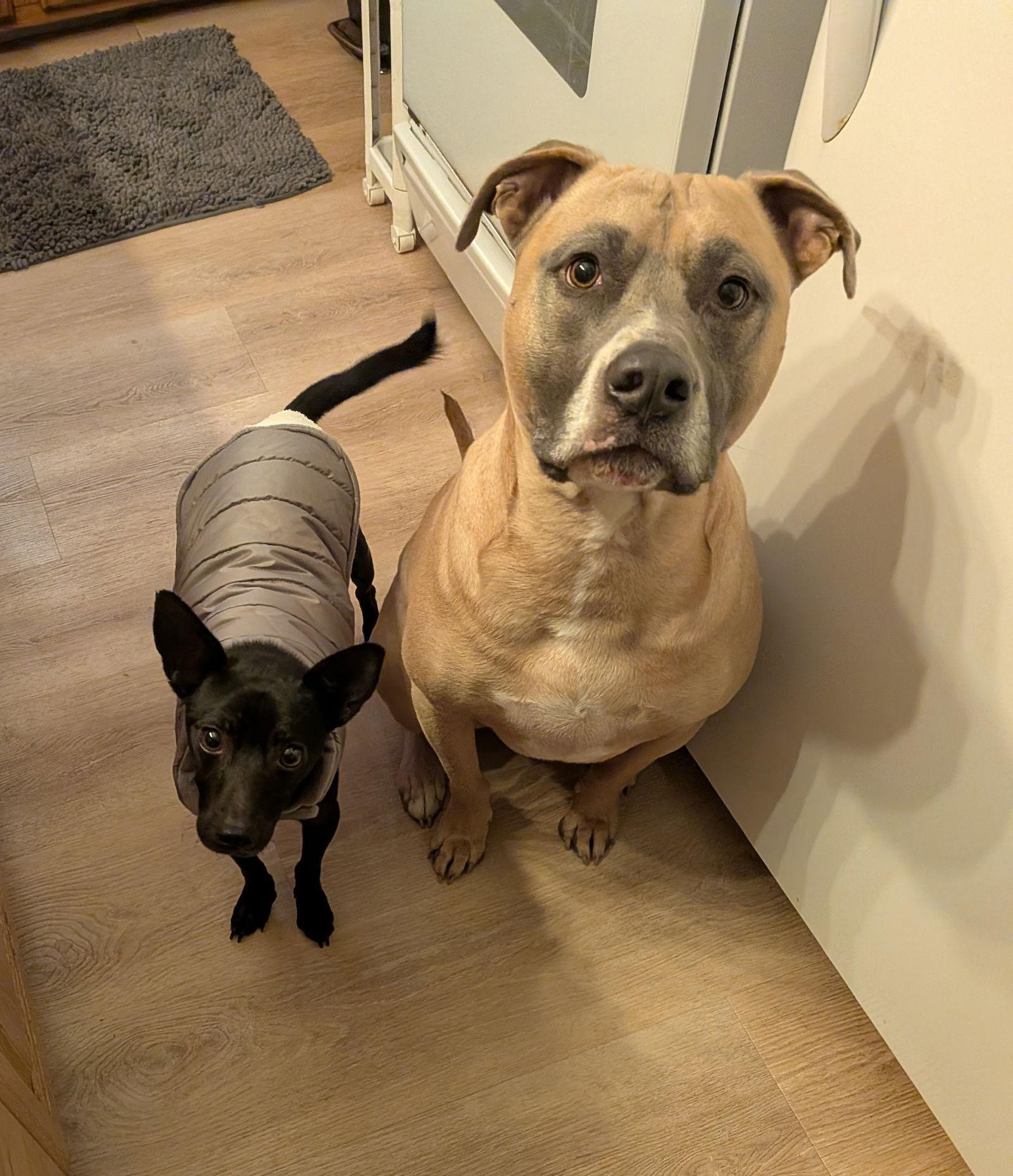 Enlarge Nox, a Adoptable Miniature Pinscher in Blackwood, NJ image 1/3